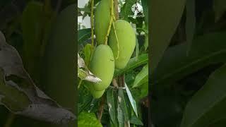 കാറ്റിമോൻ മാങ്ങ/katimon mango രണ്ടാം പ്രാവശ്യവും മാങ്ങ പിടിച്ചു ️️