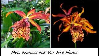 Mvc. Frances Fox Var Fire Flame.