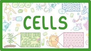 GCSE Biology - Cell Types and Cell Structure #2