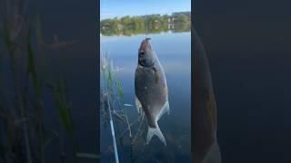 Ловля Підлящика на вудку в місті #fish #fishing #shorts #риболовля