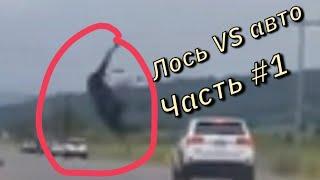 Жесткие ДТП С лосями лоси VS авто лучшая подборка #1