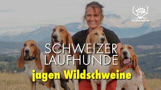 Schweizer Laufhunde jagen Wildschweine | Chien courant suisses SCHWYTZOIS à la chasse au sanglier