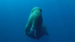 A Very Communicative Sperm Whale!