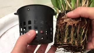 ORCHID CARE: HOW TO REPOT AND DIVIDE DRACULA VAMPIRA & SIMILAR ORCHIDS