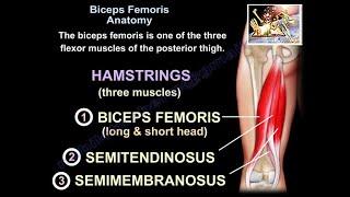 Biceps Femoris Anatomy - Everything You Need To Know - Dr. Nabil Ebraheim