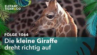 Der kleine Flitzer (Folge 1064) | Elefant, Tiger & Co. | MDR