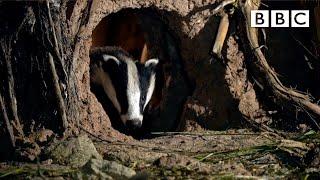 Peek into the amazing secret life of badgers w/ wildlife artist - BBC