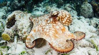 Caribbean Reef Octopuses Like to Stay Out of Sight | Oceana