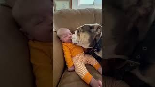 Loving Bulldog Adores Human Baby Brother