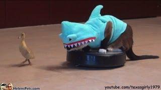 Cat In A Shark Costume Chases A Duck While Riding A Roomba #CatOnRoomba