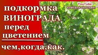 ПОДКОРМКА ВИНОГРАДА ПЕРЕД ЦВЕТЕНИЕМ ПОД КОРЕНЬ ,ПО ЛИСТУ ДЛЯ ЛУЧШЕГО УРОЖАЯ ..ЗАЩИТА ОТ БОЛЕЗНЕЙ