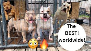  The BEST American Bullies In The WORLD!!! 