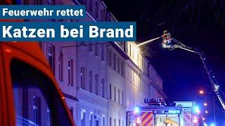 Dachstuhlbrand in Bautzen - Feuerwehr rettet Katzen aus Wohnung