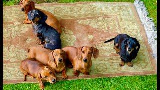 QuarantinEtiquette - Episode 40 - Introducing The Royal Dachshunds - #StayHome #WithMe