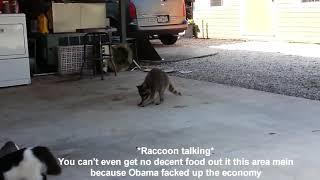 Raccoon Stealing Food From 3 Cats (Reupload) By MaximBady