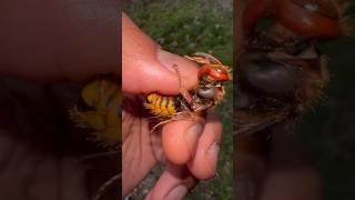 Handling a female European Hornet!  #wasp#insect#insects#bug#bugs#tarantula#tarantulas#spiders#fyp
