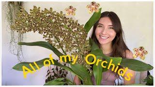 A Tour of All My Orchids