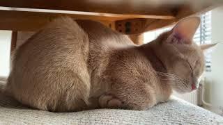 Cat loaf bumps its head and goes back to sleep