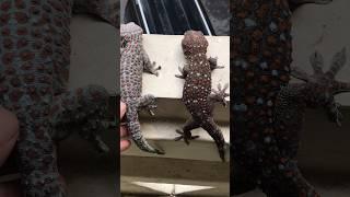 Double beautiful gecko #gecko #kucing #kucinglucu #chameleon #bebek #cow #catvideos @pineapple8586