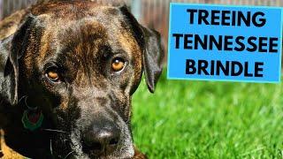 Treeing Tennessee Brindle - TOP 10 Interesting Facts