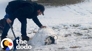 Husky Who Was Rescued From A Crowded Kennel Loves To Be Buried In Snow | The Dodo