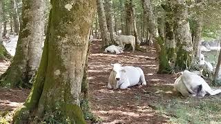 una mandria di mucche alla marchiarvana