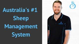 Australia's #1 Sheep Management Software: BreedELITE Sheep System