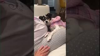 Dog loves new baby even befor it's born