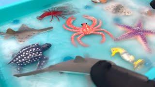 Frozen Sea Animal Toy Sensory Ice and Blue Rice Tray