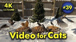 4K TV For Cats | Snow at the Pines | Bird and Squirrel Watching | Video 39