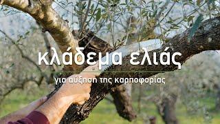  Κλάδεμα Ελιάς: Πώς γίνεται το κλάδεμα καρποφορίας - Τα Μυστικά του Κήπου