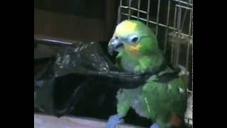 Joke: the parrot package