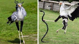 С виду хрупкая птица, но на деле – беспощадный истребитель змей!