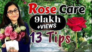 ROSE PLANT CARE, GROWING TIPS, SAVE ROSE PLANT / GULAB KI CARE / गुलाब की देखभाल #rose #roseplant