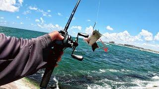 Jetty Fishing with Cut Bait EPIC Results (Catch & Cook) Packery Channel