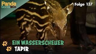 Ein wasserscheuer Tapir und Spielspaß bei den Pelikanen im Zoo | Panda, Gorilla & Co.