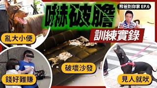 嚇破膽訓練實錄！40公斤杜賓+2隻米克斯　亂大小便、見人就吠、咬壞家具該如何訓練？｜熊爸到你家EP.6