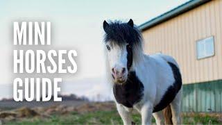 Miniature Horses 101: Everything You Need to Know