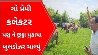 બુલડોઝર ફર્યું મગફળી માં પશુ છુટા મુકાયા l Gujarati News l Gir Somnath l Kodinar l Diu newe l