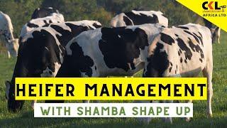 Heifer Management