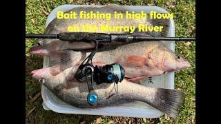 Bait fishing for Callop and Carp on the Murray River