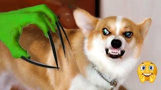 LOL! Scare Your Dog To See Their Funny Reaction | Pets Island