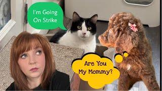 Willow Goes On Strike Because Of Hazel | #80