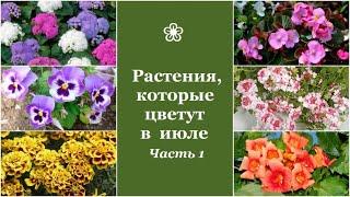  Растения, которые цветут в июле. Часть 1