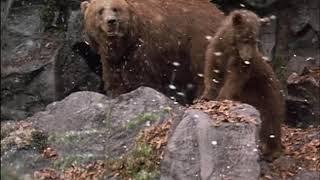 Final scene of the movie The Bear