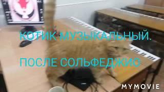 Котик музыкальный. После уроков.