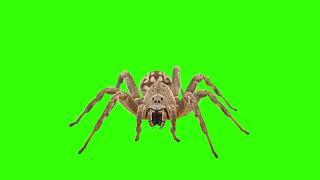 Realistic Spider Green Screen Effects 4K UHD