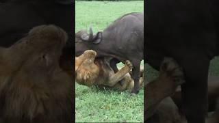 Lion hunting buffalo #lion #hunting #animals #wildlife #predator #animal #video #shorts #short