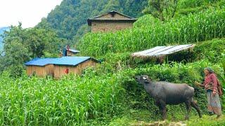 most peaceful And  Natural Himalayan village || Daily Activities people in Nepali village lifestyle