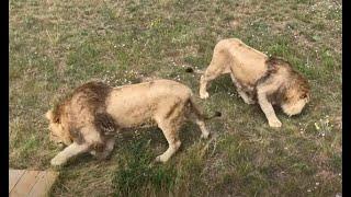 Султан и Гирей дождались своего часа! Тайган . Young lions